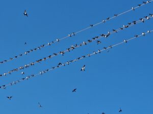 Wennedacher Schwalben: an Mariä Geburt fliegen die Schwalben furt